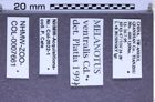 Etikette zu Melanotus ventralis (Candèze, 1860) (NHMW-ZOO-COL-0007661)